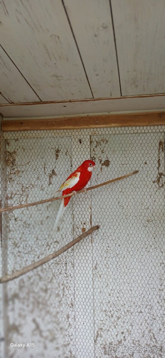 Prodám rozela rubíno - 2