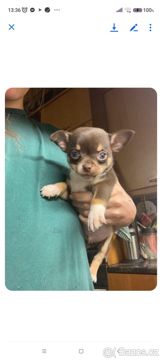 Štěňátka čivavy hledají hezké domovy. - 2