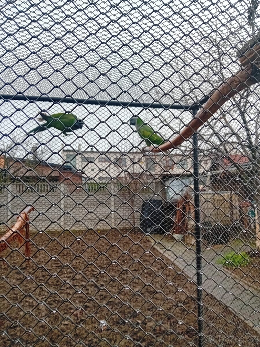 Alexandr Čínský - 2