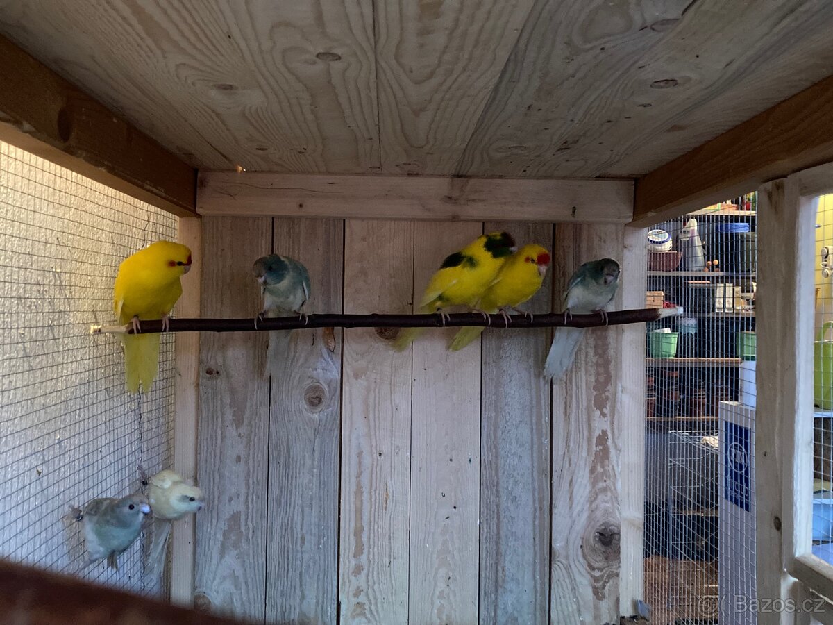 Kakariki červenočelý - 2