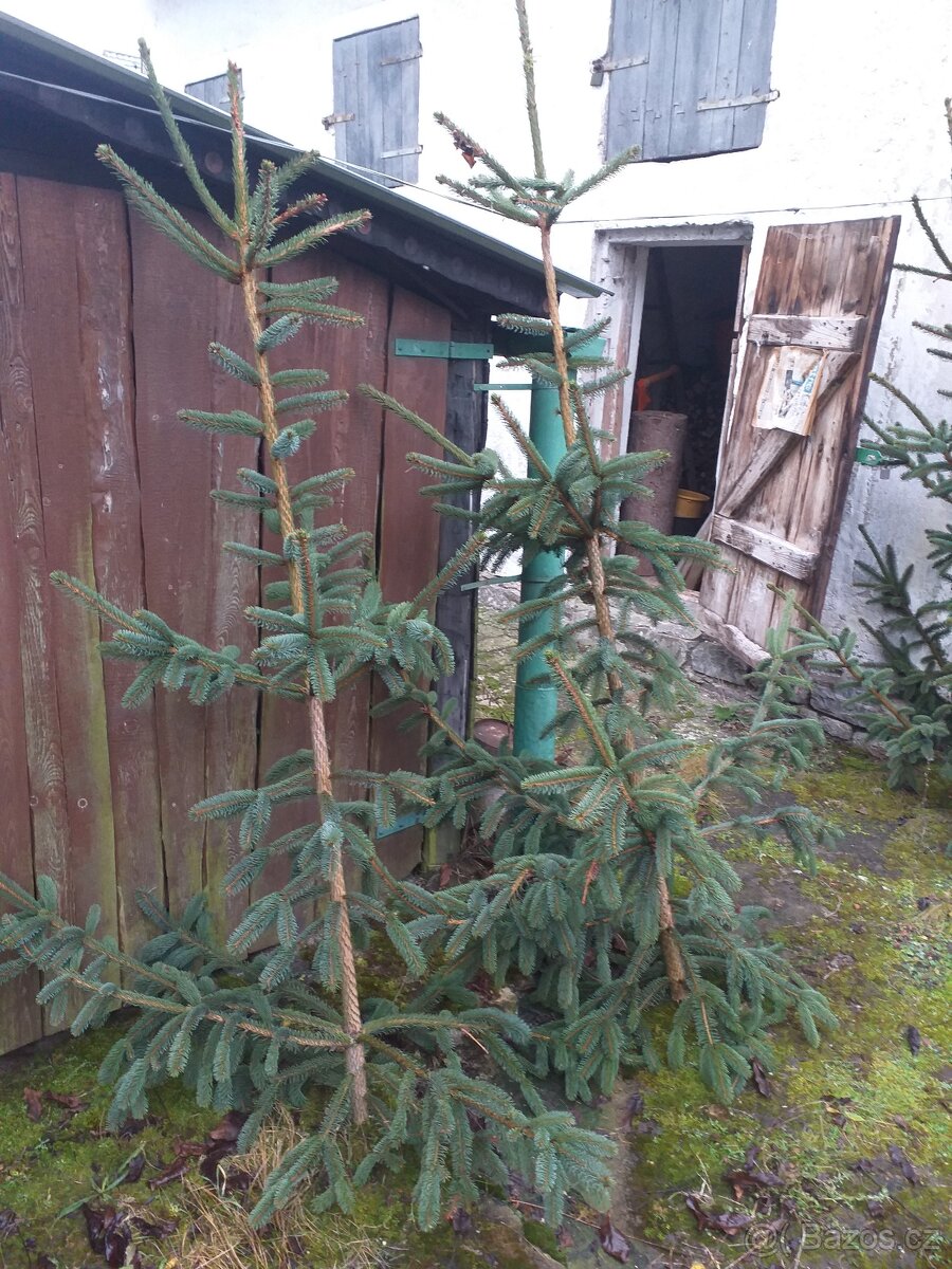 Vánoční stromečky - smrčky - 2