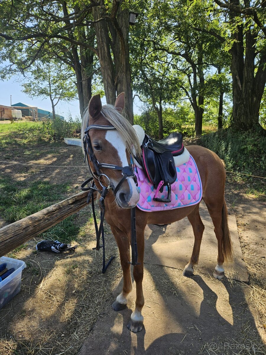 pronájem poníka– Praha 5, Zmrzlík - 2