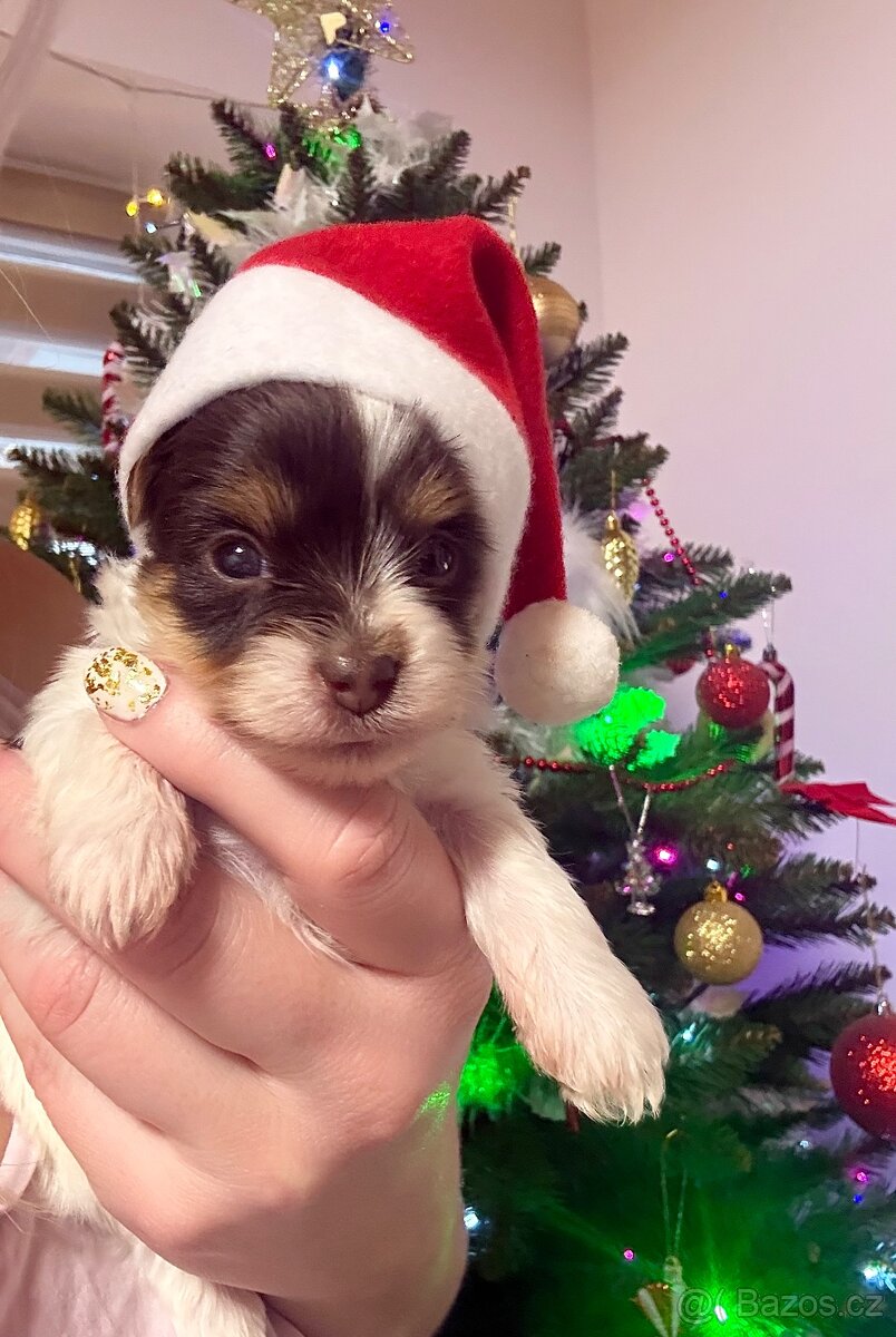 Jorkšírsky teriér s PP Biro pejsek - 2