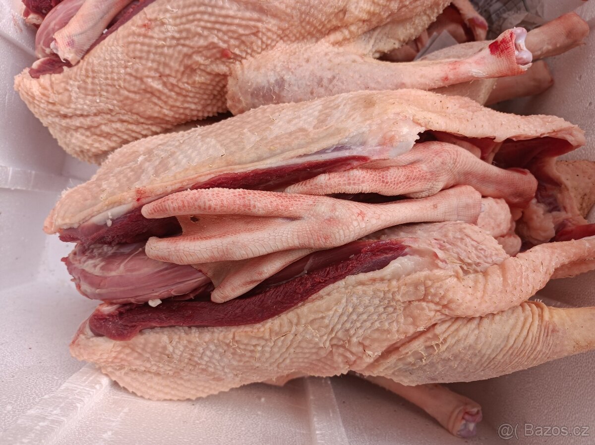 Husy bílé německé nosné - 2