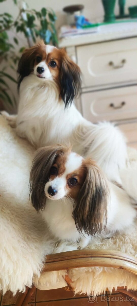 Papillon - Phaléne s PP - 2