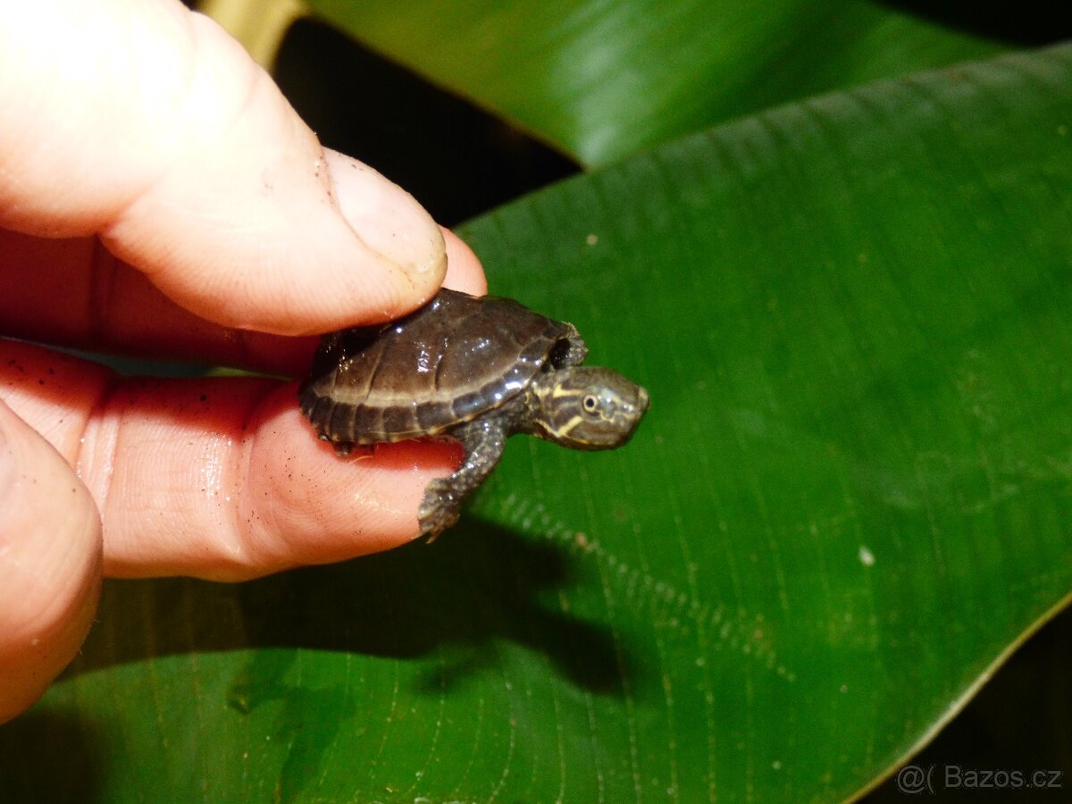 Klapavka obecná (Sternotherus odoratus) - 2