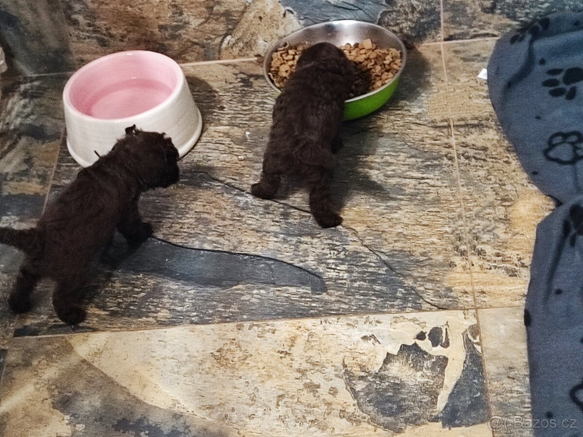 Pudl trpasličí černý a hnědý s p.p. - 2