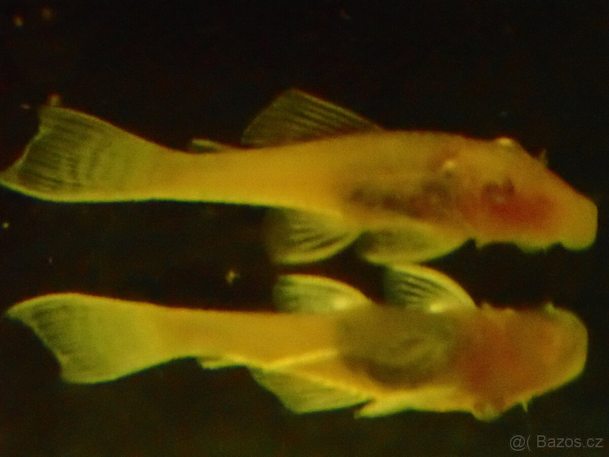 Ancistrus sp gold - 2