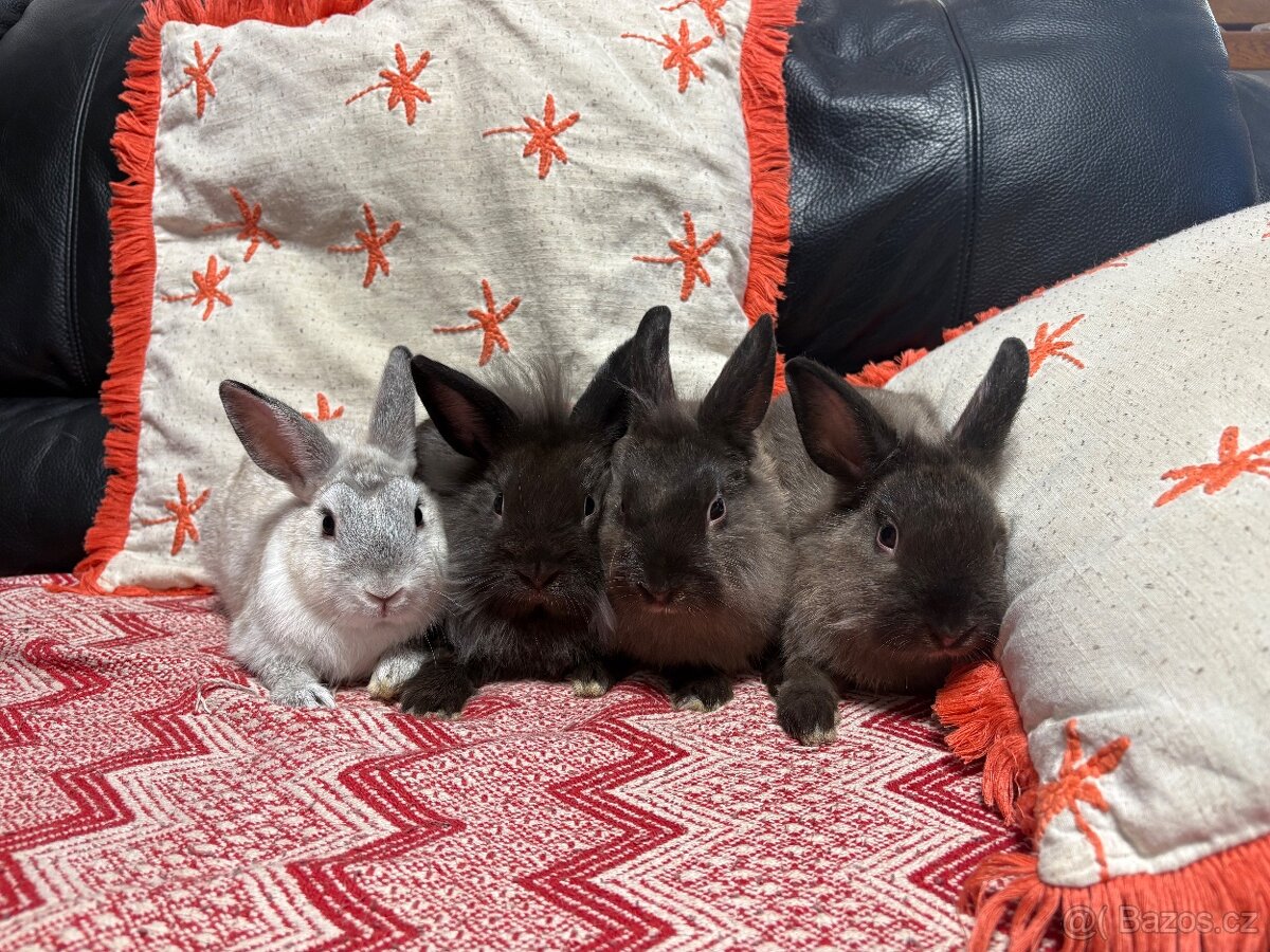 Zakrslý králíčci 🐇… - 2