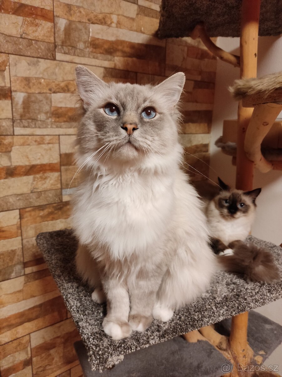 Kocourek Ragdoll ke krytí - 2