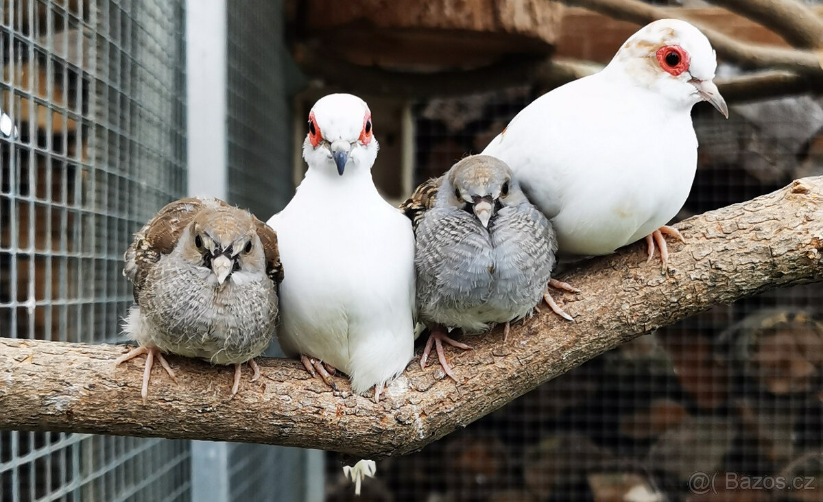 Holoubek diamantový straky 2025 - 2