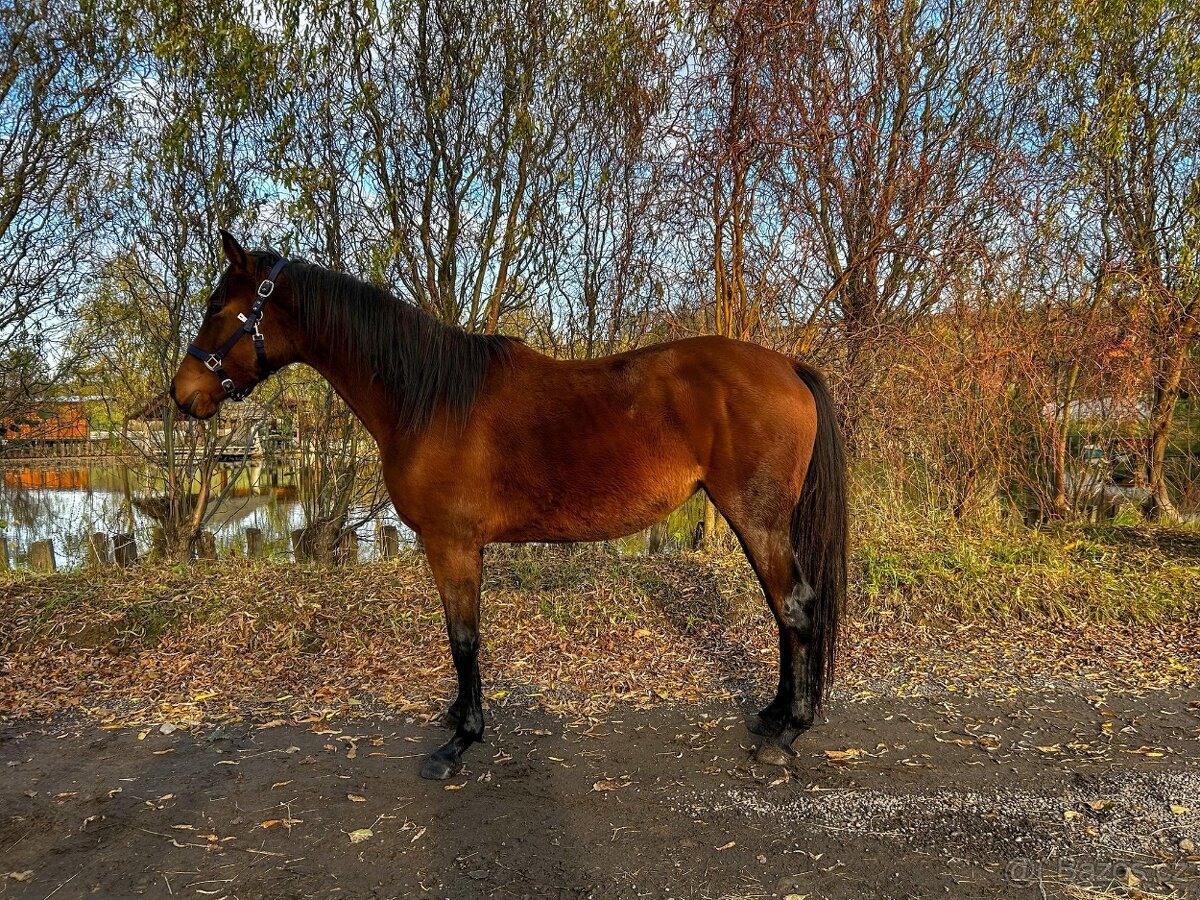 Remontní klisna - 2