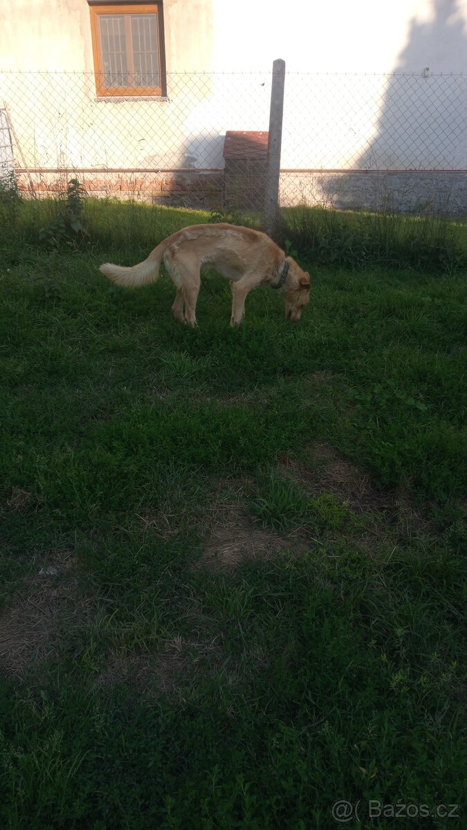 Do dobrých rukou daruji psa - 2