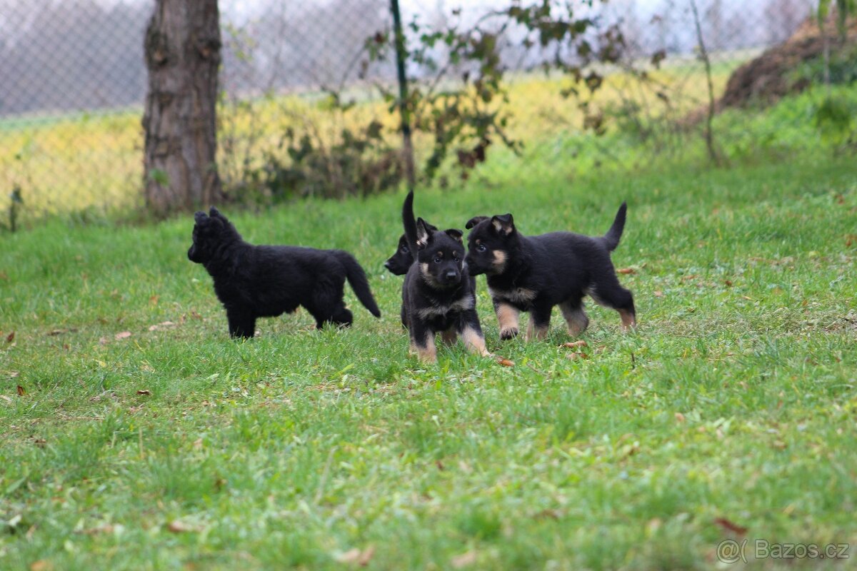 Německý ovčák - štěně s PP - 2