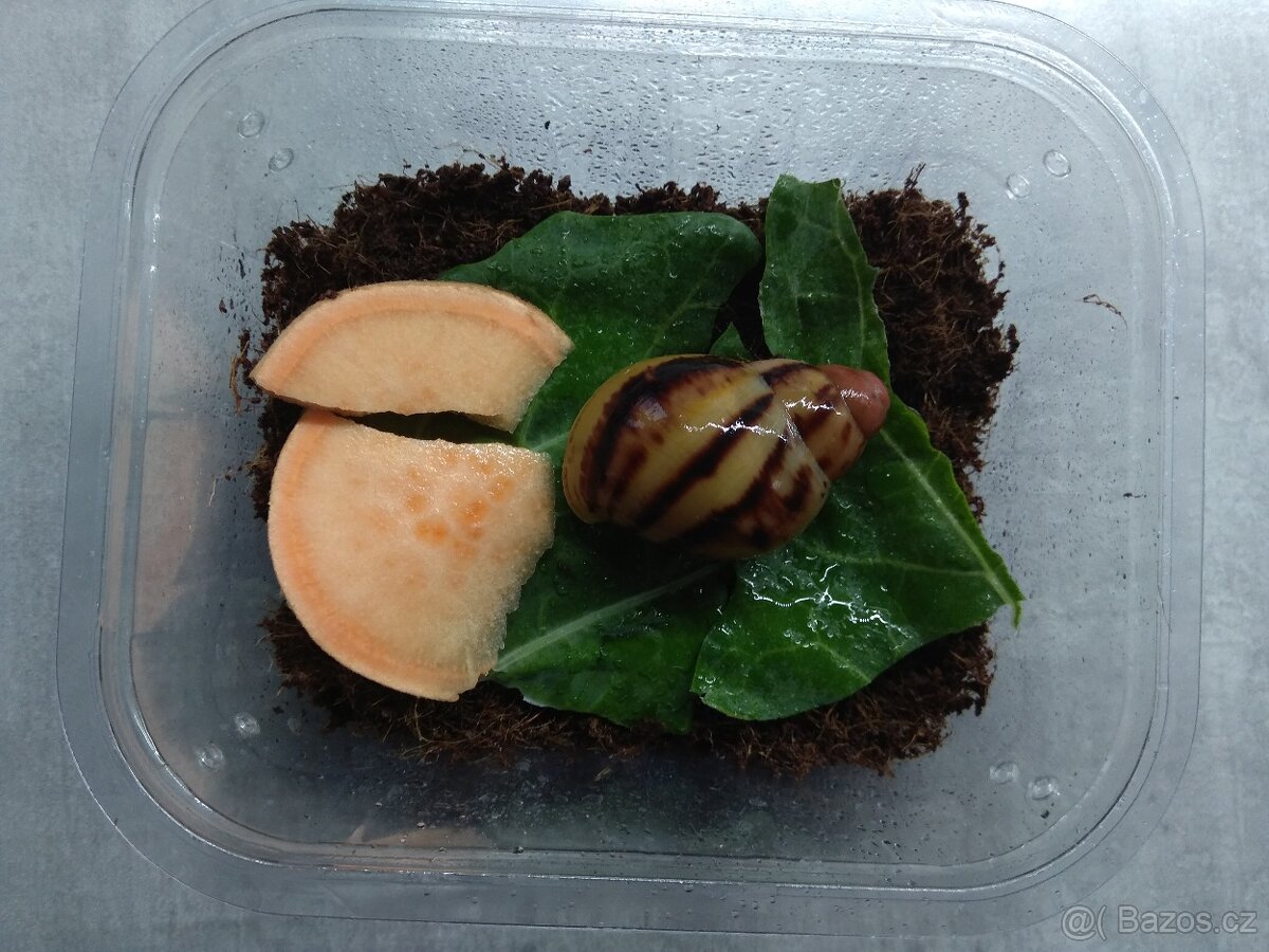 Africký šnek, mláďata - 2