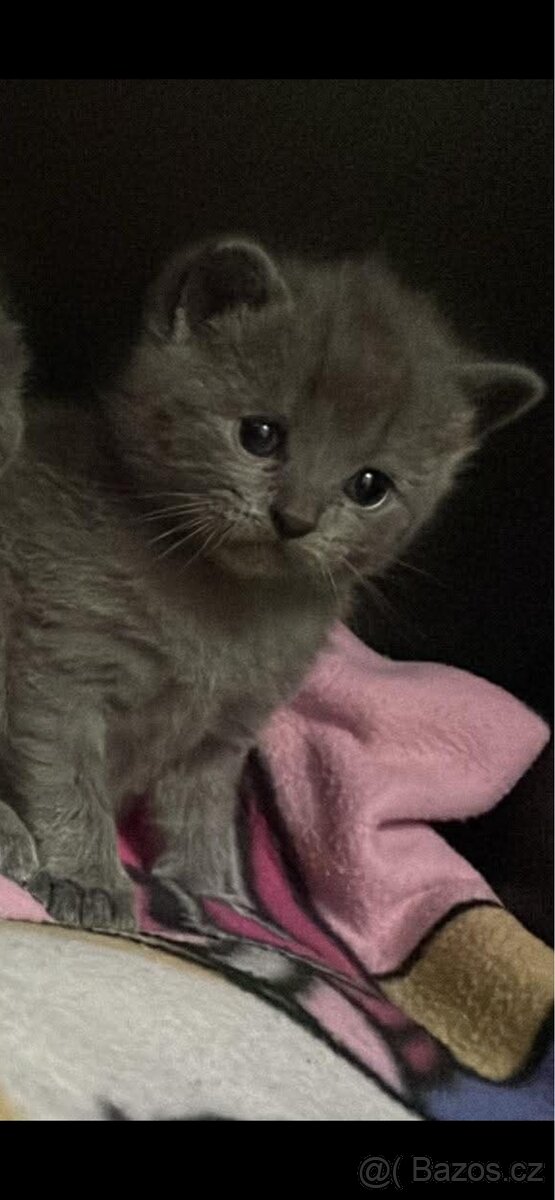 Britský kocourek - 2