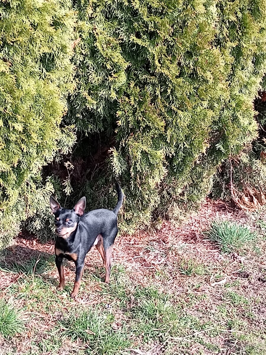 Pražský krysařik - 2