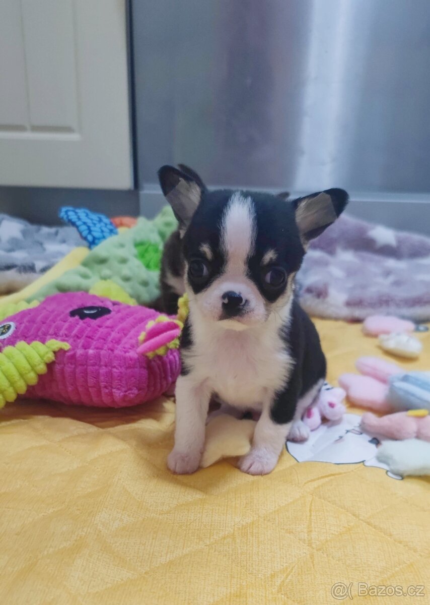 Štěňata čivava s PP FCI - 2