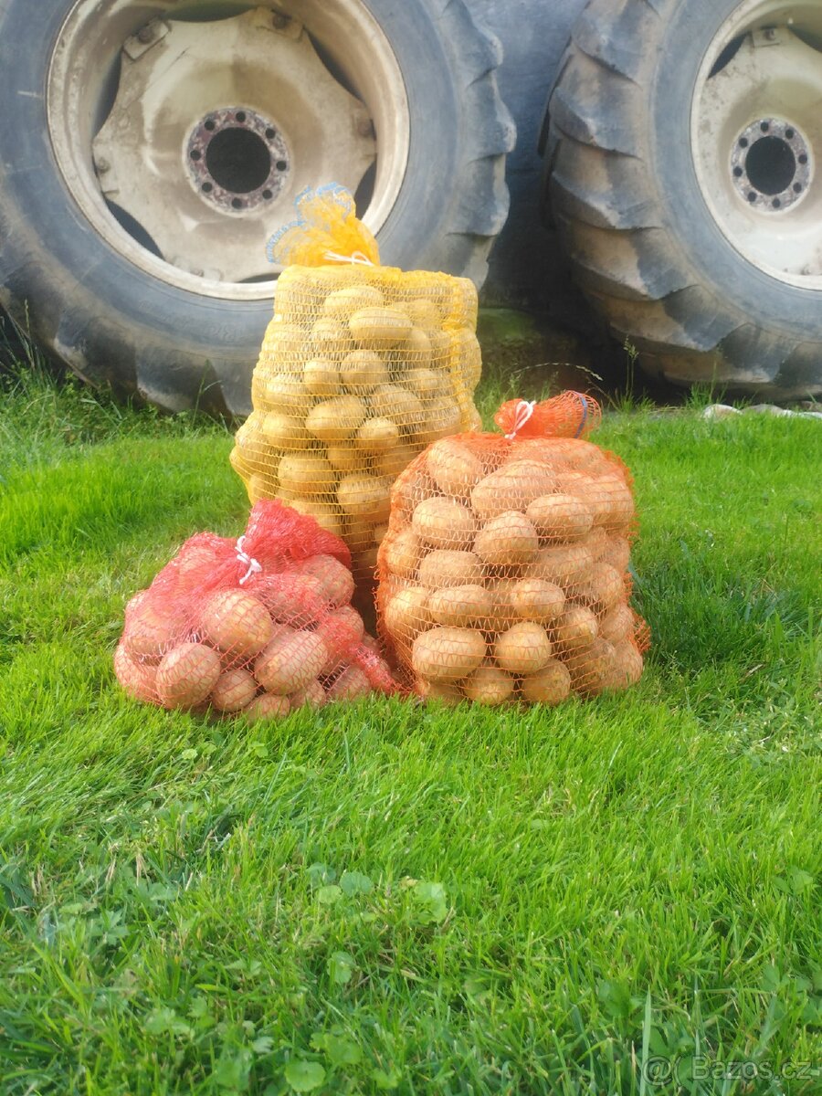 Brambory Red Anna - 2