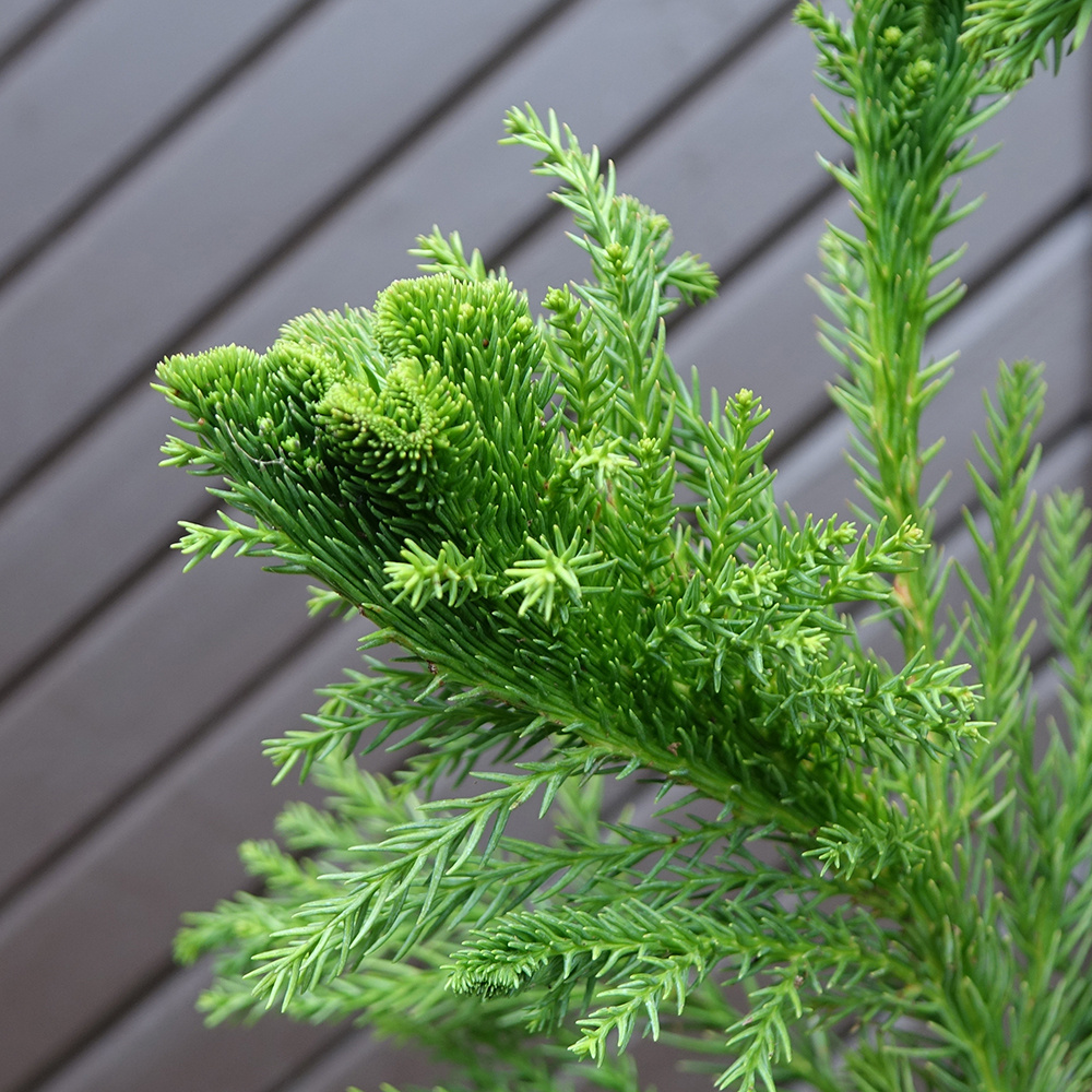 Kryptomerie japonská "Cristata" - 2