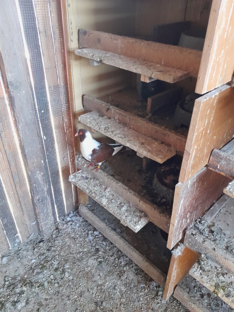 Holubi prácheňský káník - 2