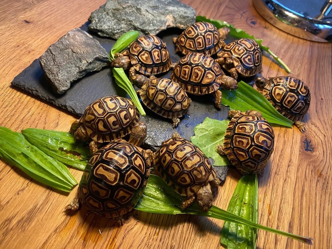 Mláďata: želva pardálí babcocki) – vlastní odchov - 2