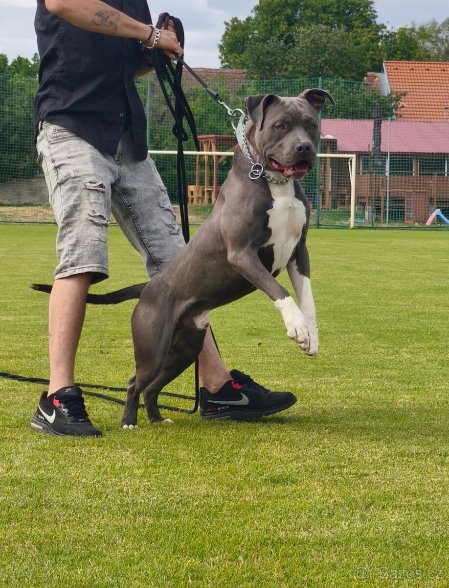 American bully - 2