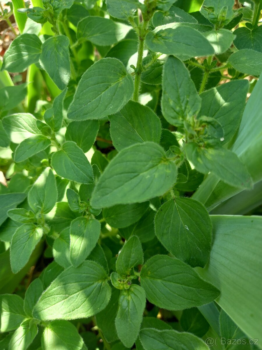 Oregano, Dobromysl obecná - 2