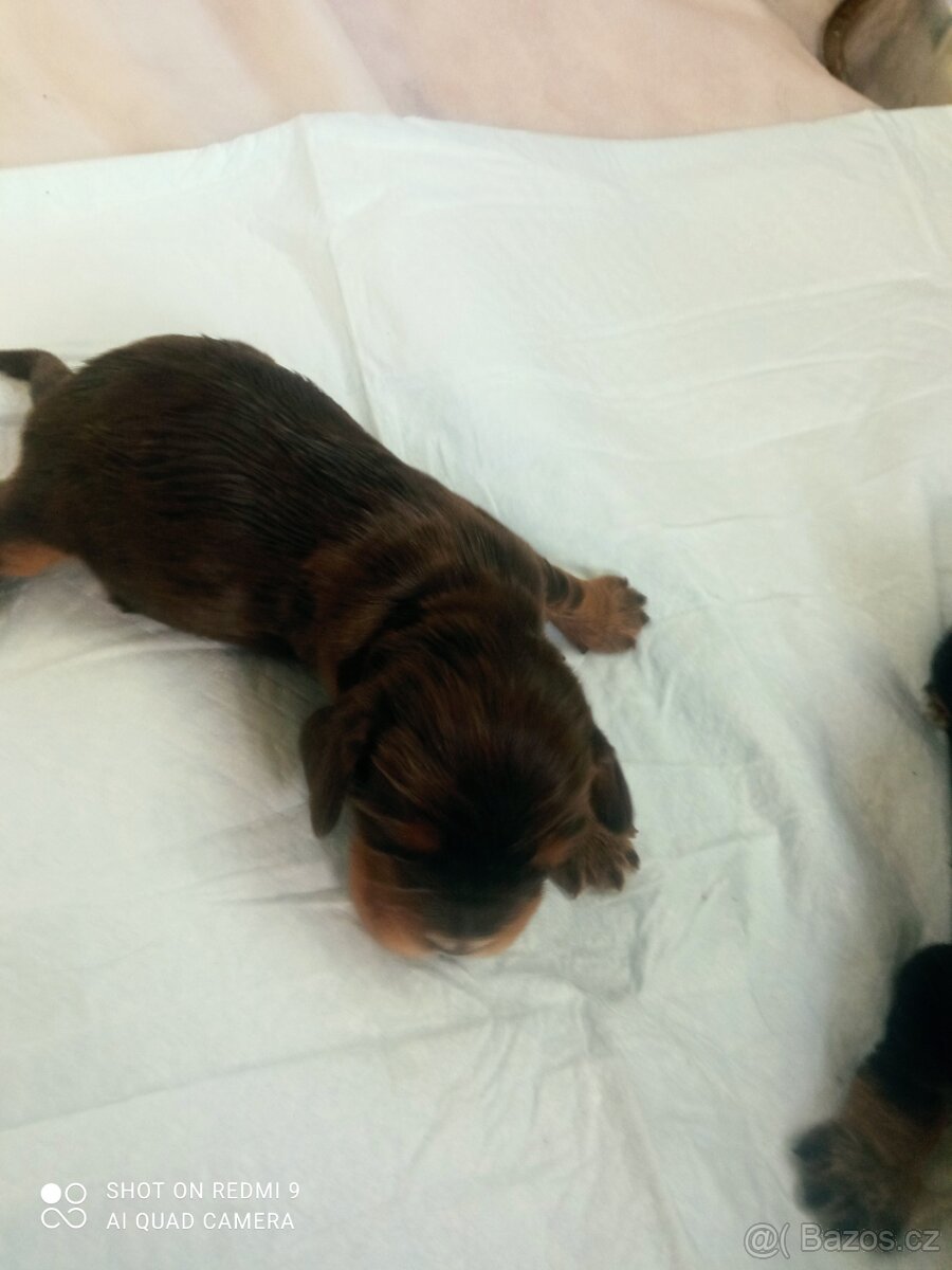 Anglický kokršpaněl štêňata - 2