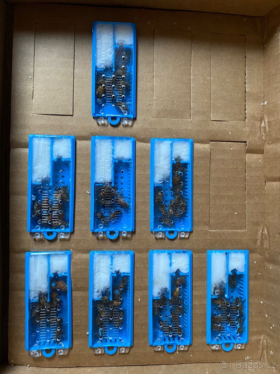 Včelí oddělky a matky Buckfast , Kraňka 2026 - 2