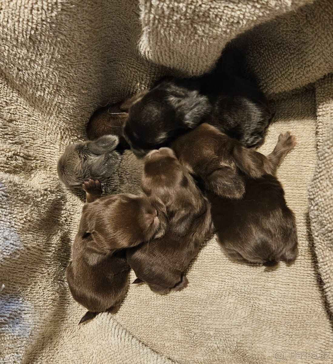 Zakrslý králíček/beránek minilop - 2