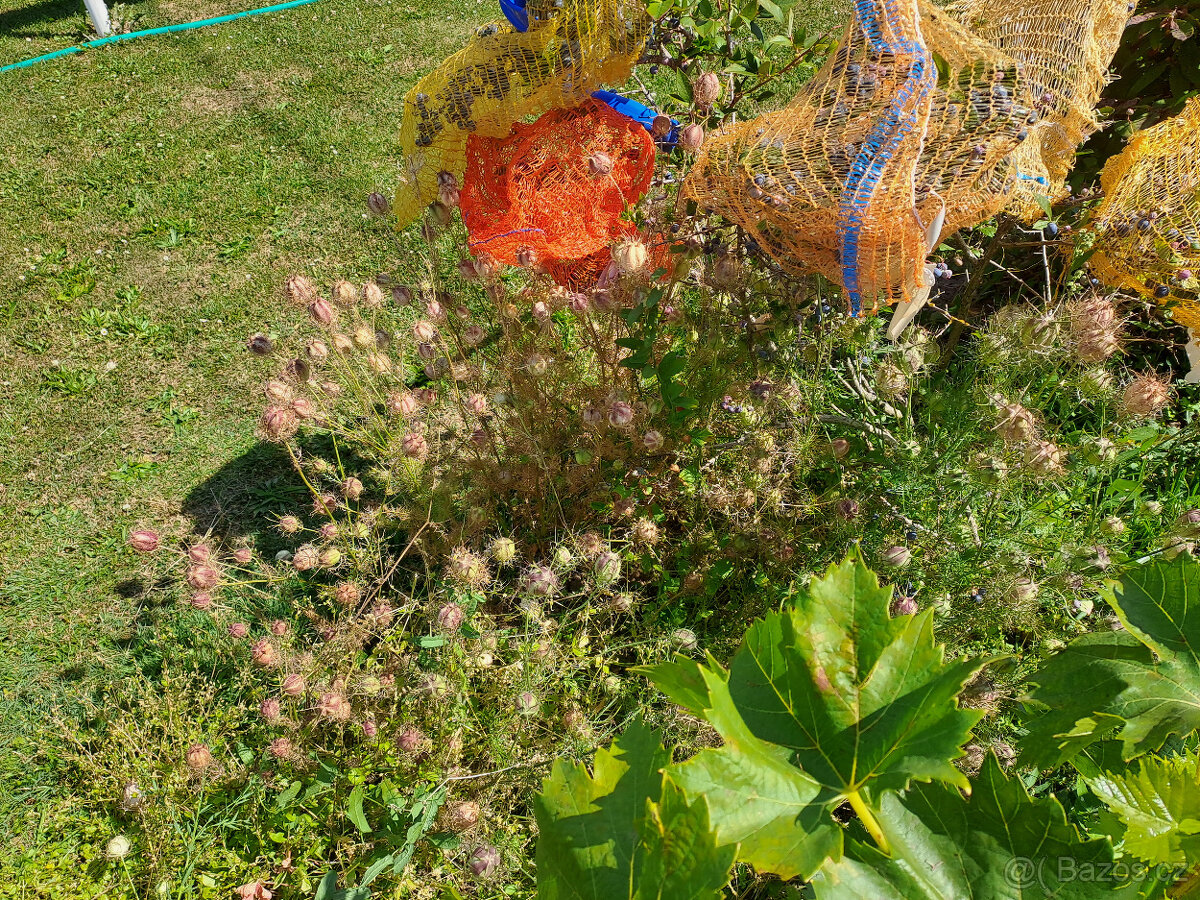 Černý kmín (černucha setá) - 2