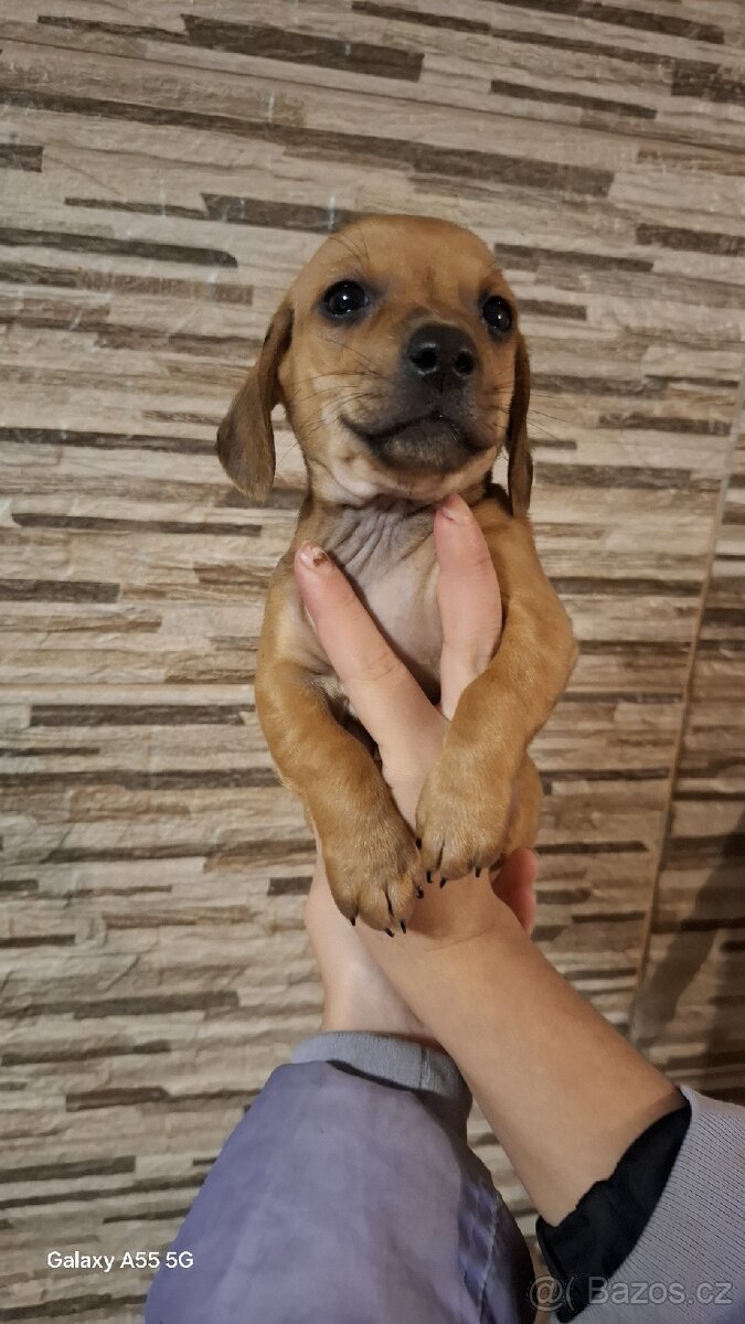 Jezevčík trpasličí bez pp - 2