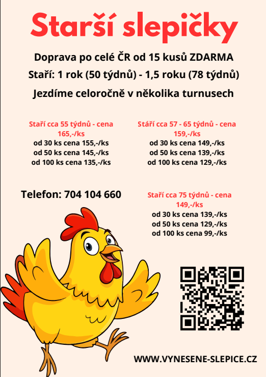 Starší slepičky, - 2