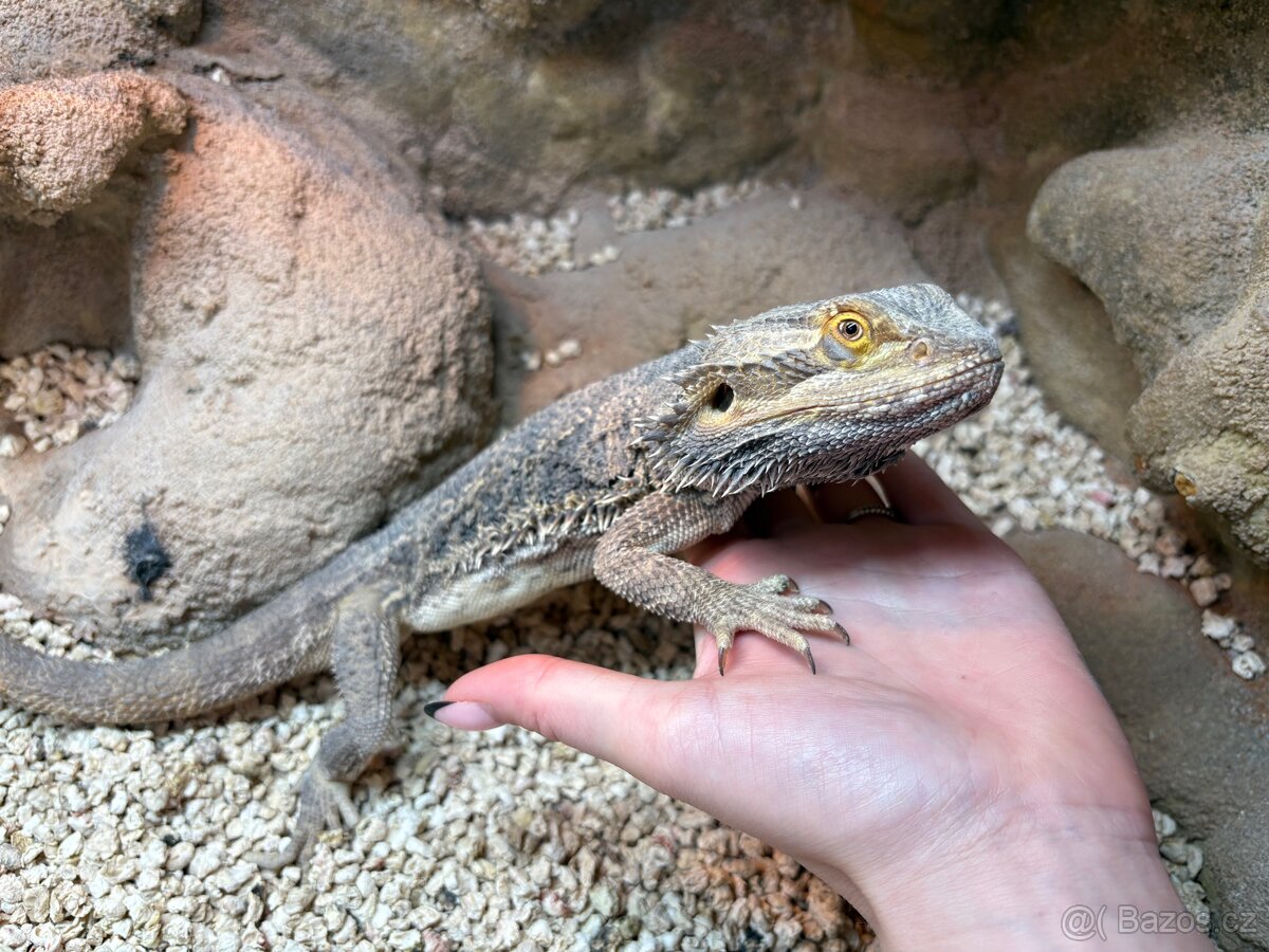 Agama vousatá SAMEČEK - 2