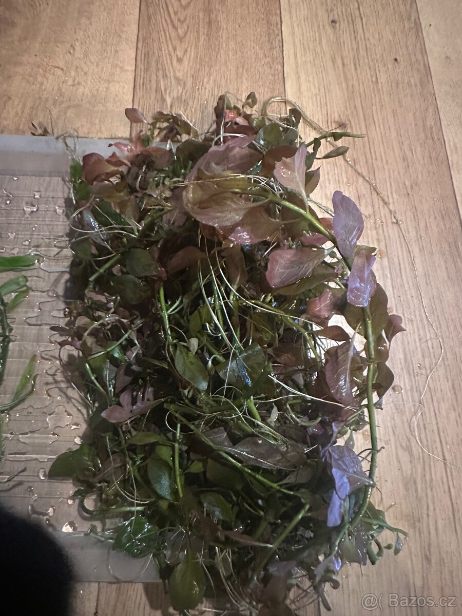 Akvarijní rostliny - 2