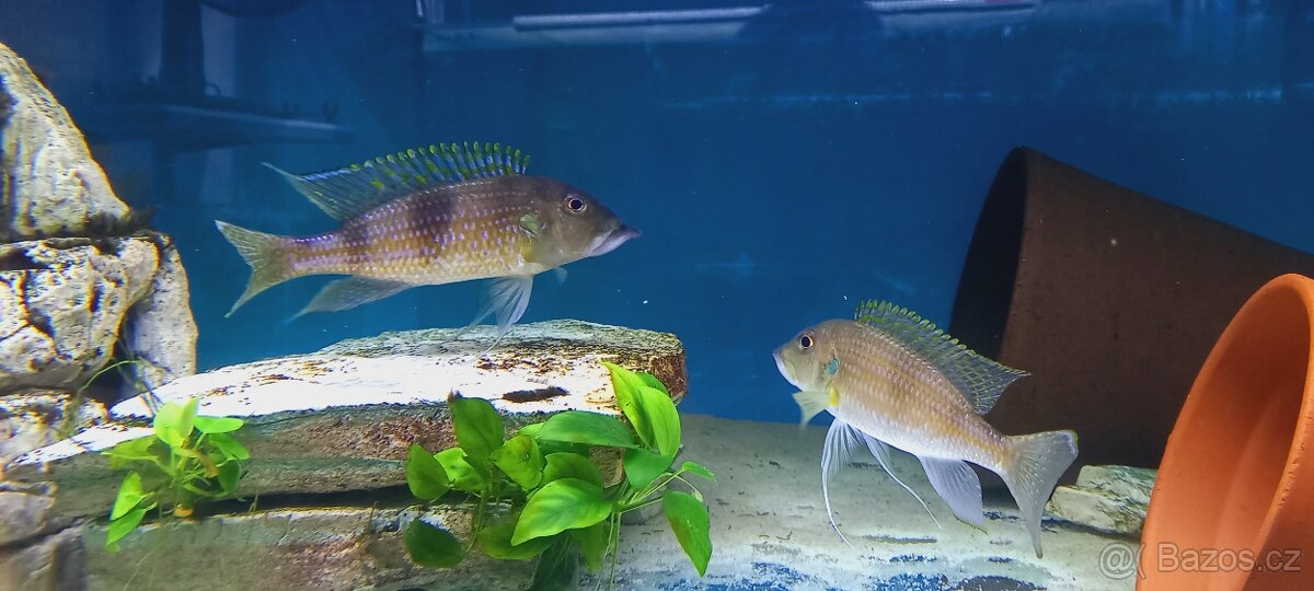 Odchovy Tanganyika - 2