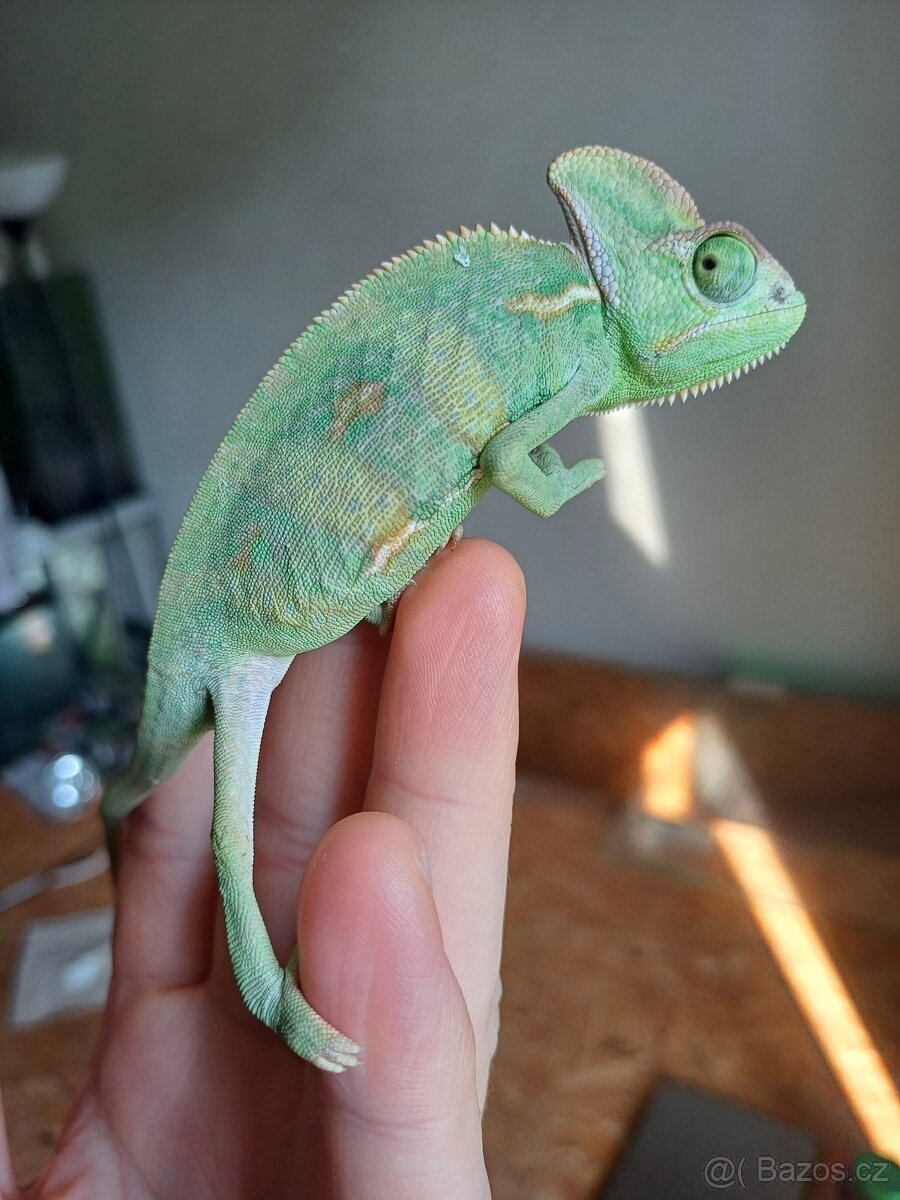 Chameleon Jemenský - 2