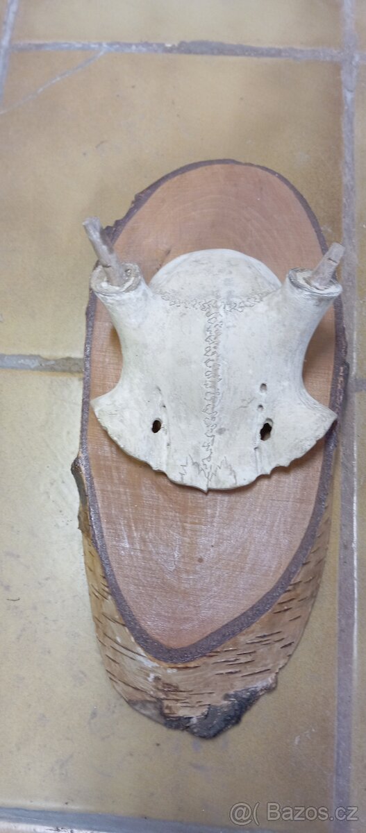 Dřevěné lebky na shozy,trofej paroží,myslivost. - 2