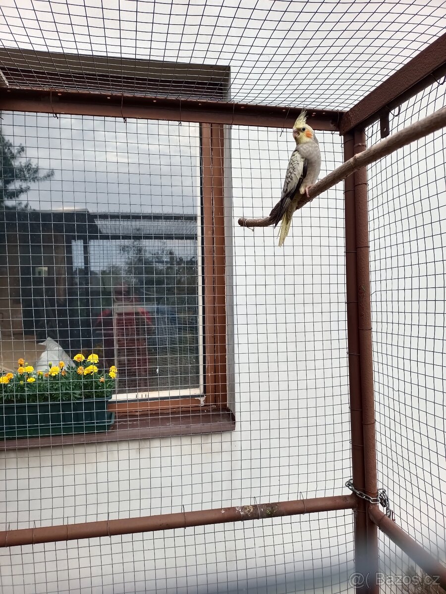 Letošní mladé Korely - 2