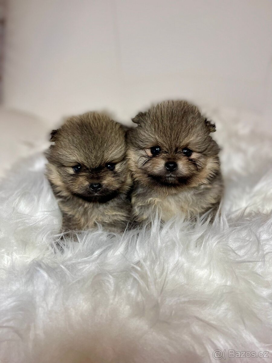 Pomeranian s PP FCI - nádherná štěňátka - 2