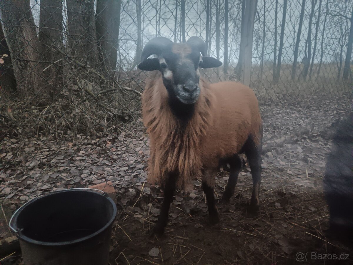 Kamerunský beránek - 2