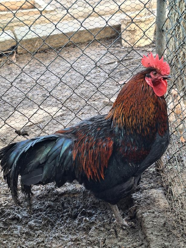 Kohoutci do chovu - 2