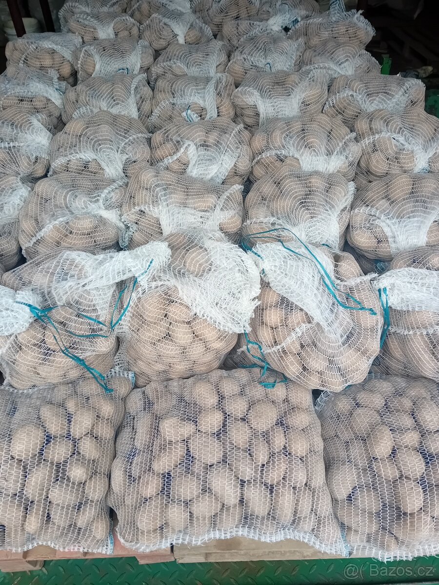 Brambory na uskladnění - 2