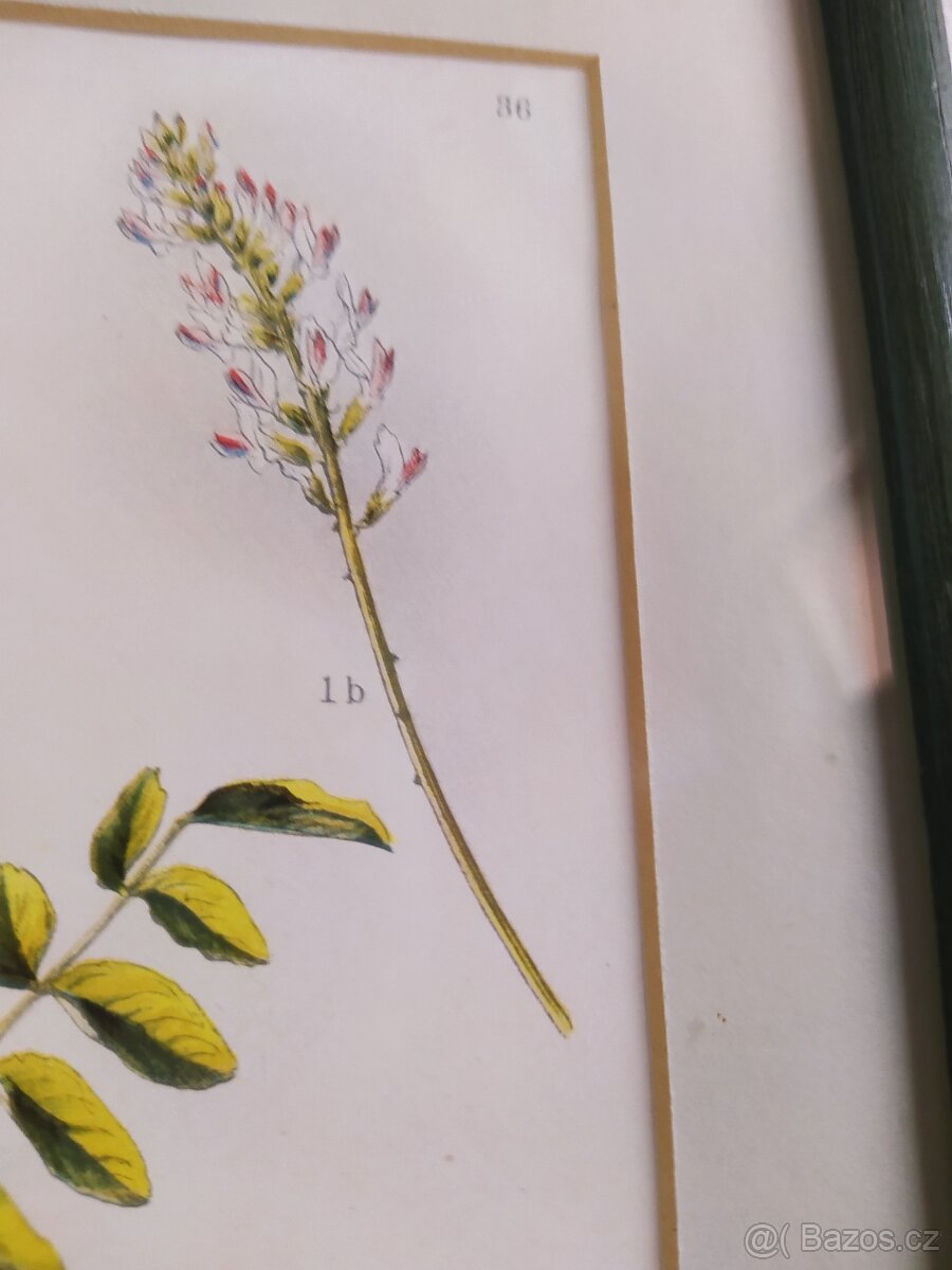 Obrázek herbář Il. - 2