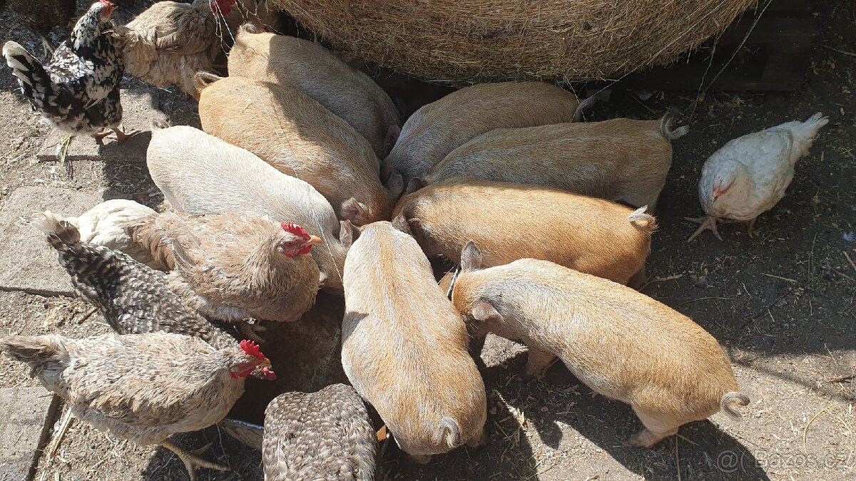 Vietnamské sele - 2