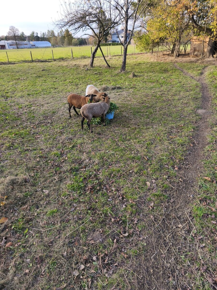 Kamerunské ovce - 2