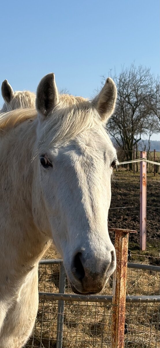 Valach appaloosa x pony - 2