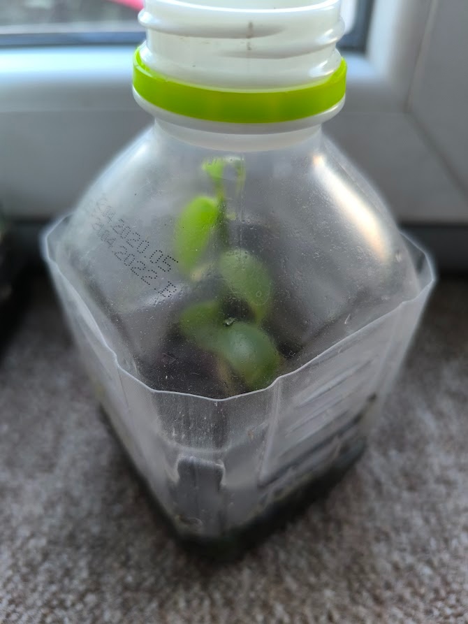 Vanilková orchidej-Vanilla planifolia-2a - 2