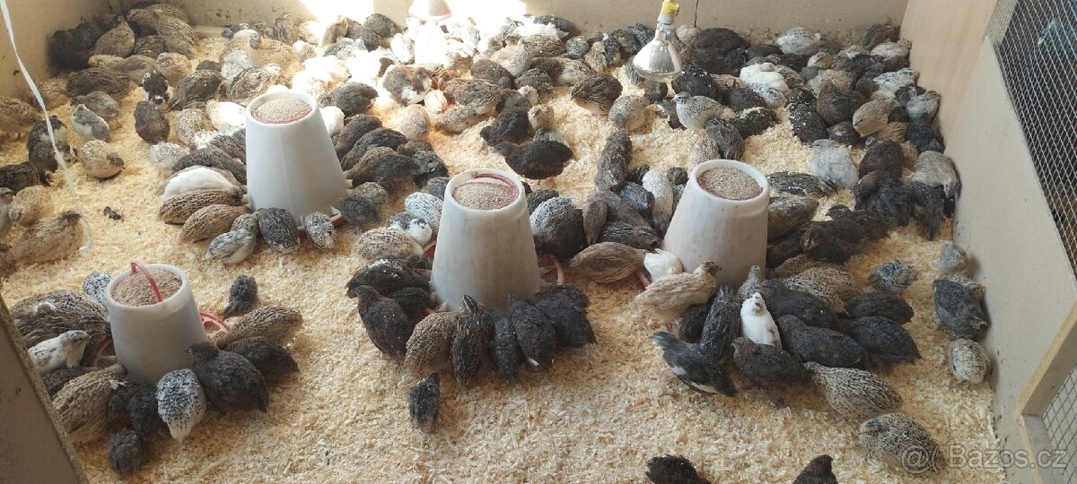 Křepelka japonská kohoutci - 2